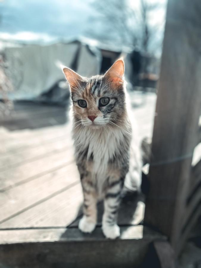 Damwildfarm In Rollerbue Suedschweden Villa Tyringe Екстериор снимка