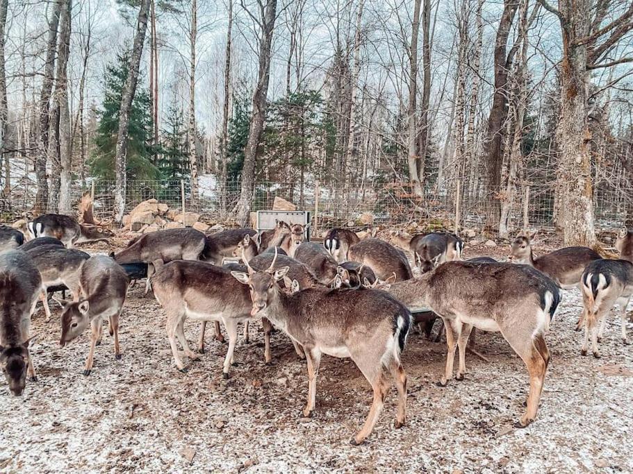 Damwildfarm In Rollerbue Suedschweden Villa Tyringe Екстериор снимка