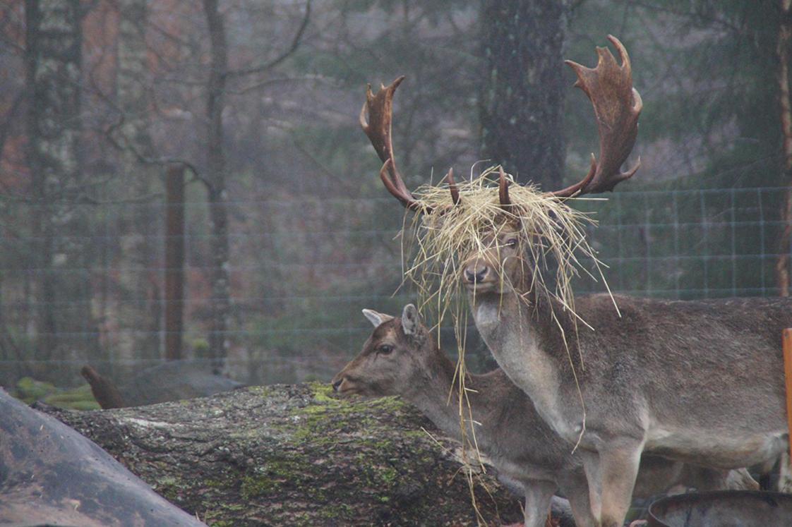 Damwildfarm In Rollerbue Suedschweden Villa Tyringe Екстериор снимка