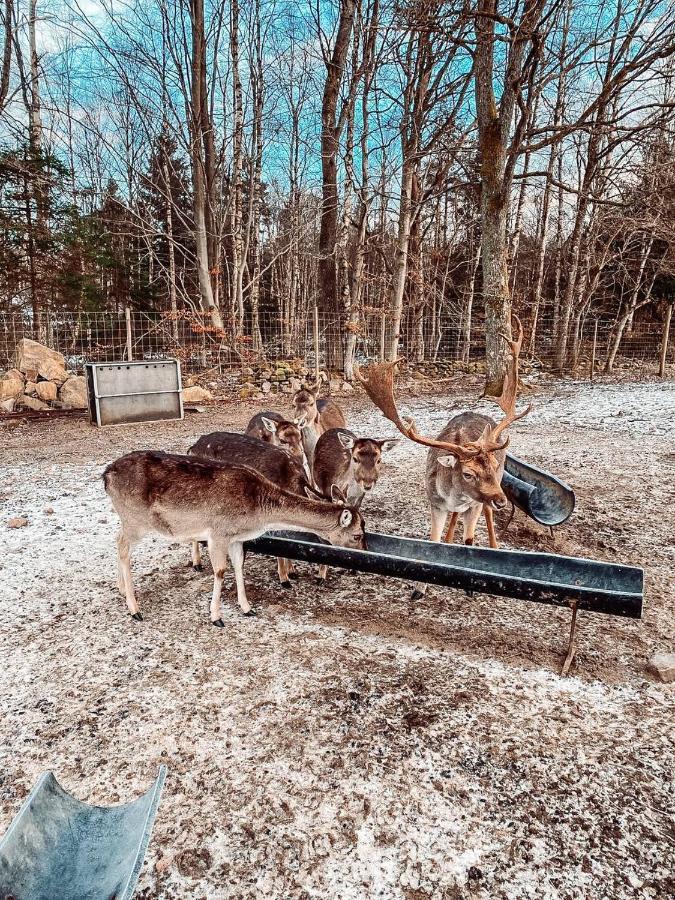 Damwildfarm In Rollerbue Suedschweden Villa Tyringe Екстериор снимка