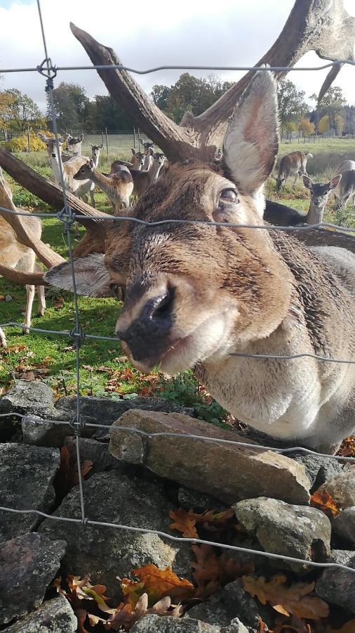 Damwildfarm In Rollerbue Suedschweden Villa Tyringe Екстериор снимка